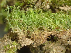 Dicranella staphylina