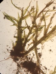 Dicranella staphylina