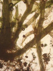Dicranella staphylina