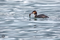 Podiceps cristatus
