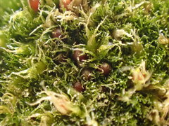 Ephemerum minutissimum