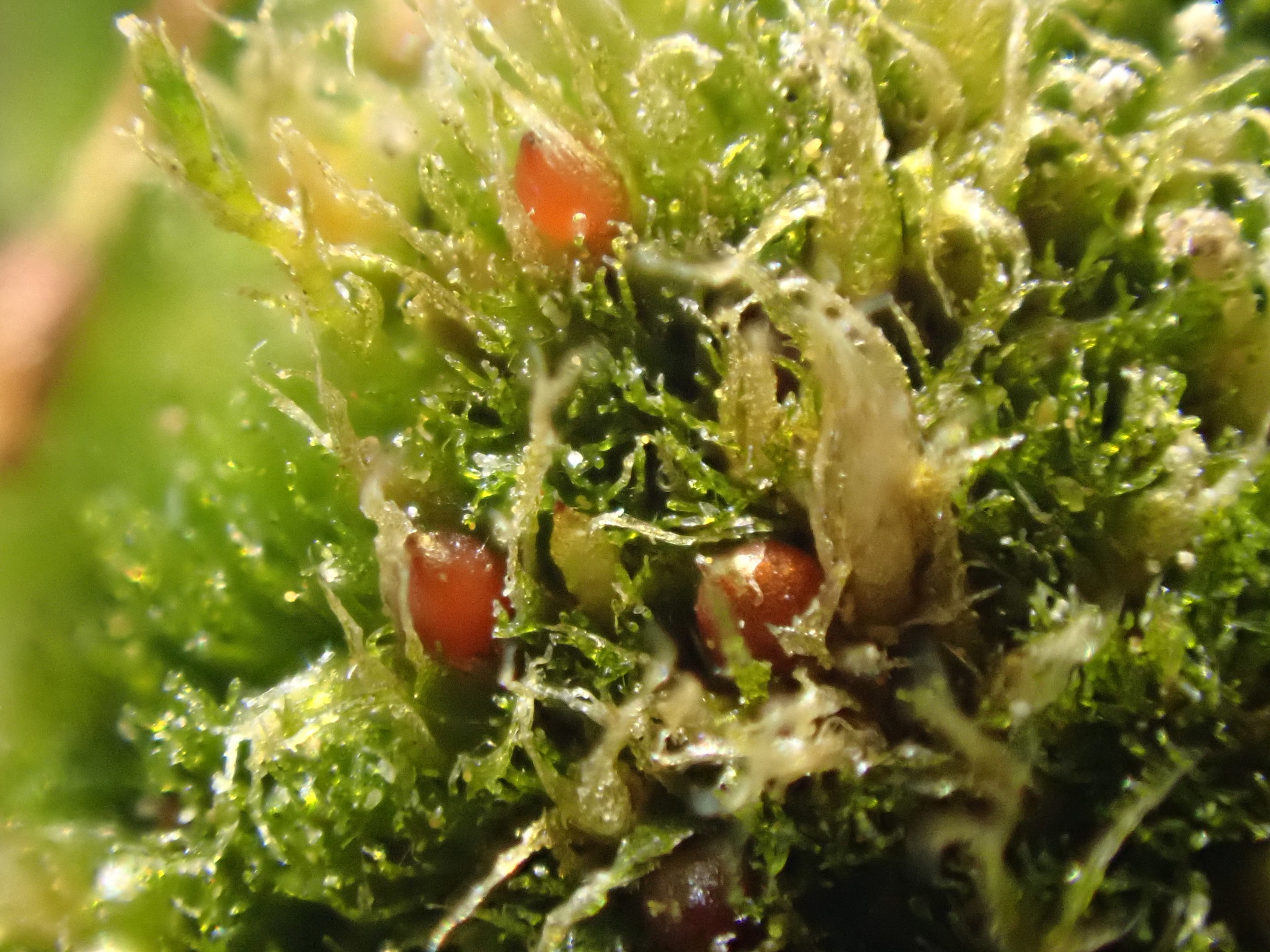 Ephemerum serratum