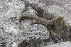 Stenocercus crassicaudatus