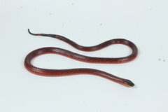 Micrurus diastema alienus