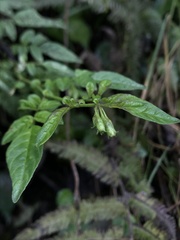 Solanum sodiroi