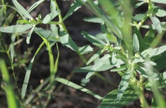 Euphorbia exstipulata