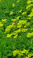 Macroglossum stellatarum