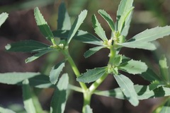 Euphorbia exstipulata