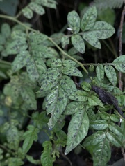 Solanum sodiroi