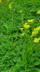 Macroglossum stellatarum