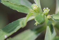 Euphorbia exstipulata