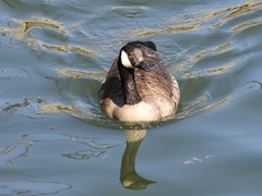 Branta canadensis