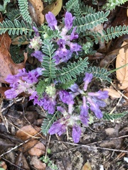 Astragalus crassicarpus