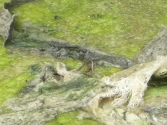 Oxyallagma dissidens