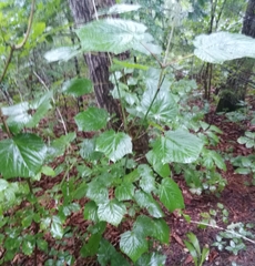 Acer tegmentosum
