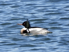 Mergus serrator