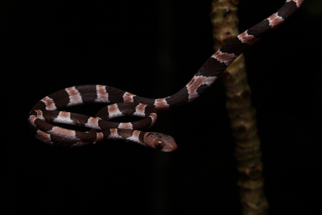 Yucatan Blunthead Snake