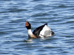 Mergus serrator
