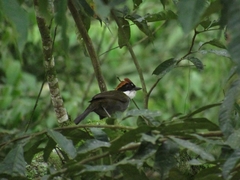 Arremon brunneinucha