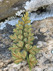 Asplenium aethiopicum