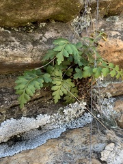 Asplenium aethiopicum