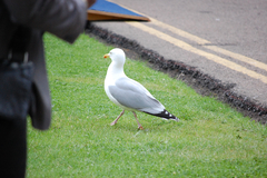 Larus argentatus