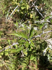 Rubus ludwigii