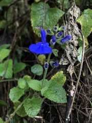 Salvia scutellarioides