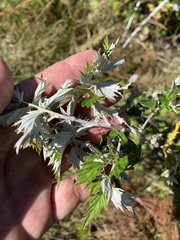 Rubus ludwigii