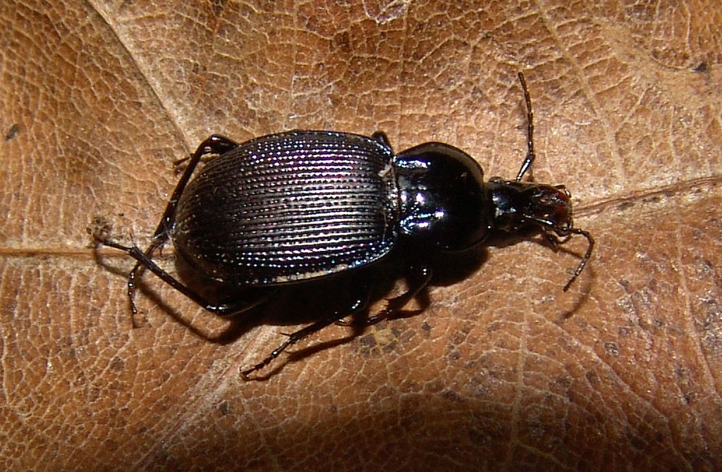 Indiana False Snail-eating Beetle
