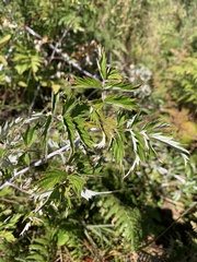 Rubus ludwigii