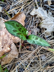 Erythronium hendersonii