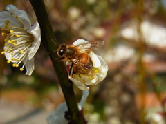 Apis mellifera