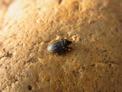 Scotinophara scottii
