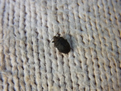 Scotinophara scottii