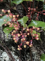 Begonia tropaeolifolia