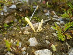 Clavaria argillacea