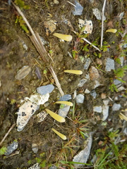 Clavaria argillacea