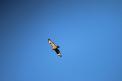 Buteo buteo