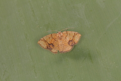 Nematocampa arenosa