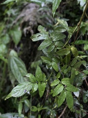Solanum sodiroi
