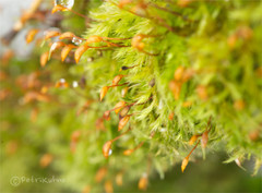 Sciuro-hypnum populeum