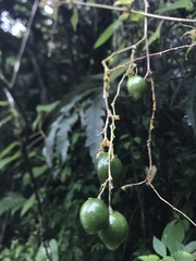 Solanum sodiroi