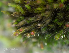 Schistidium submuticum