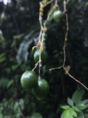 Solanum sodiroi