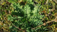 Tyrimnus leucographus