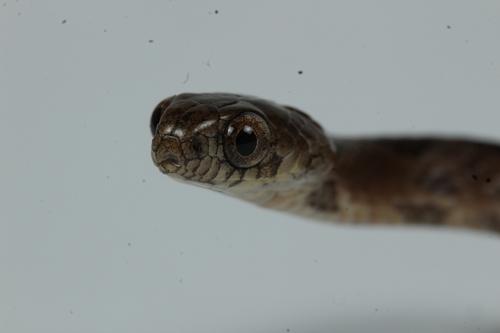 Pygmy Snail Sucker