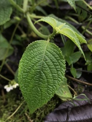 Klaprothia mentzelioides