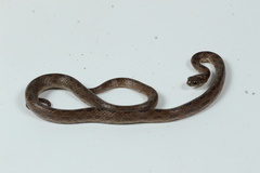 Geophis sanniolus