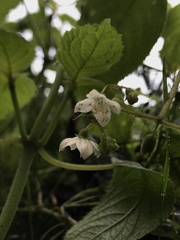 Klaprothia mentzelioides